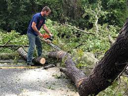 Reliable Congress, AZ Tree Services Solutions